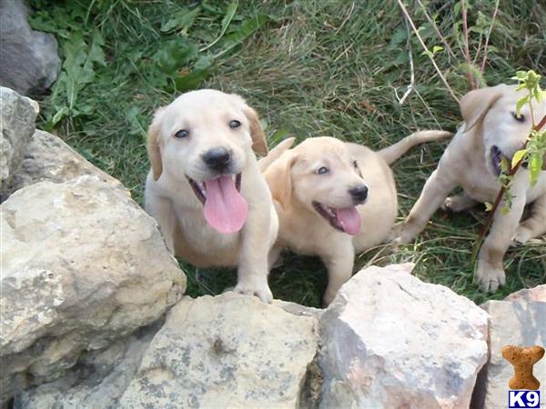 labrador retriever puppy posted by Rick Swenson